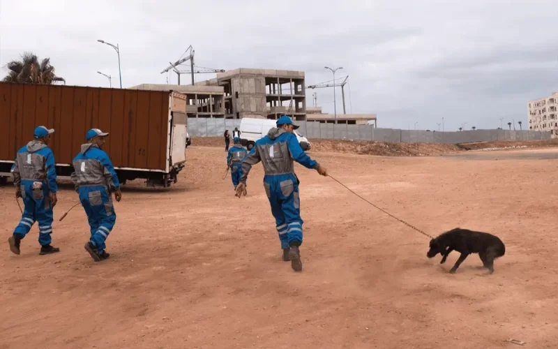 Au Maroc, nourrir un chien errant pourrait coûter cher