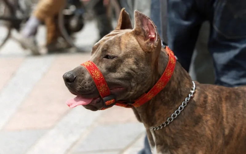 Le Maroc envahi par les chiens interdits