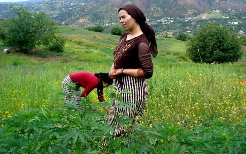 Le Maroc veut former les cultivateurs de cannabis 