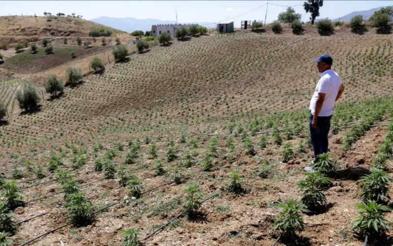 Maroc : le marché clandestin du haschich résiste toujours à la légalisation