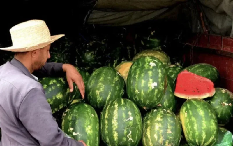 Maroc : la pastèque sacrifiée pour préserver l'eau ?