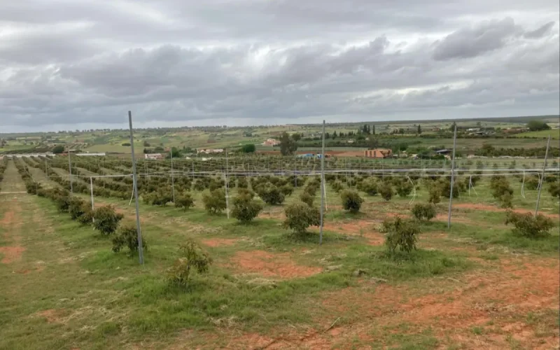 Agriculture : le Maroc profite d'une Espagne qui manque d'eau