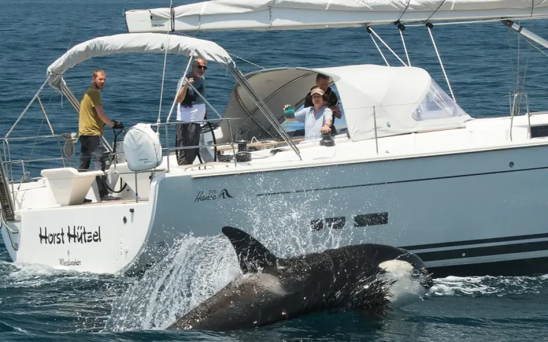 Espagne-Maroc : les orques font trembler les plaisanciers