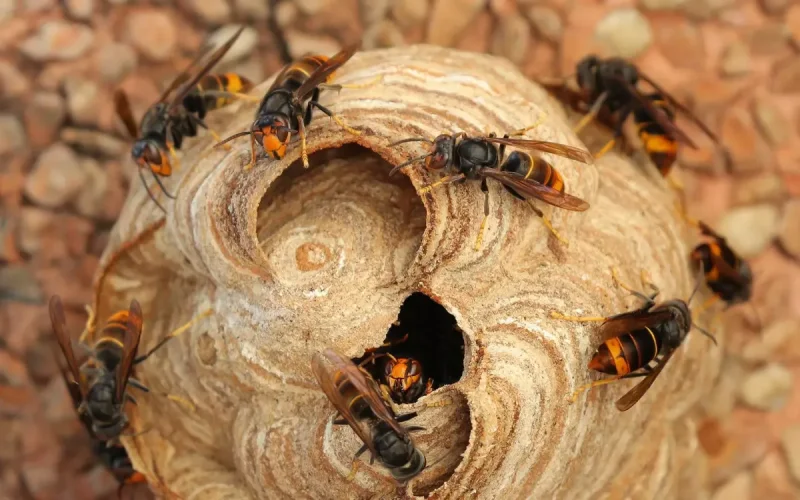 343 espèces invasives pourraient coûter jusqu'à 2,5 milliards de dollars par an au Maroc
