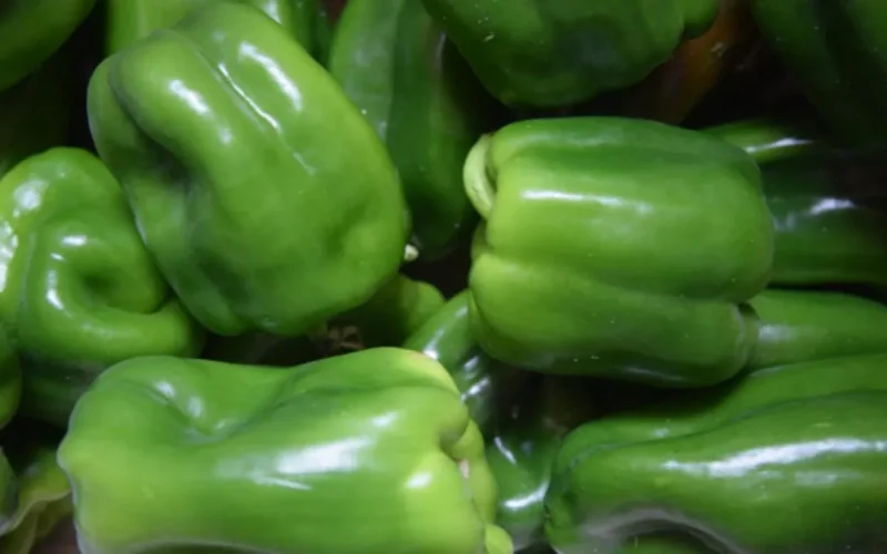Après les tomates, le Maroc « inonde » l'Europe de poivron