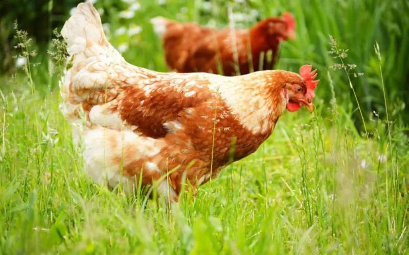 Les aviculteurs espagnols dénoncent l'importation de volaille marocaine dans l'UE