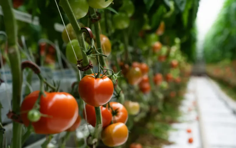 Le Maroc fait vaciller le« potager de l'Europe »