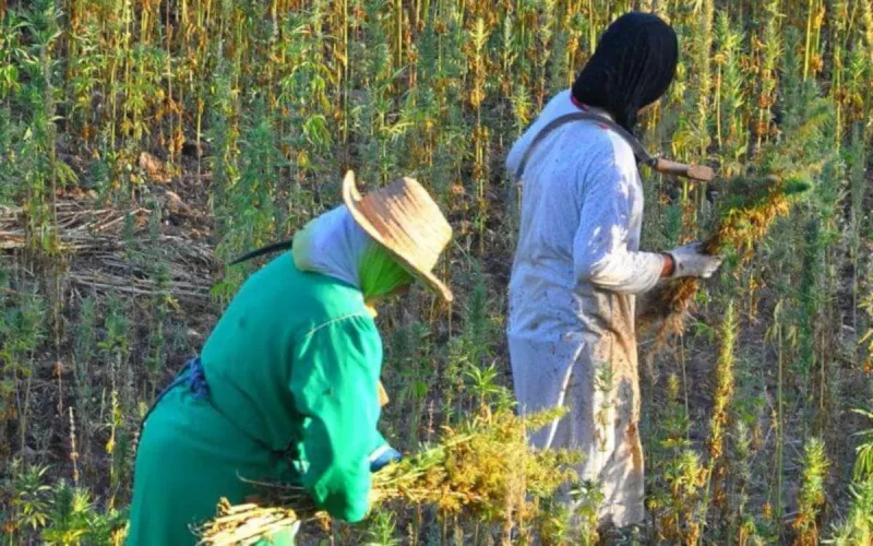 Maroc : plus de 140 000 ménages vivent de la culture du cannabis