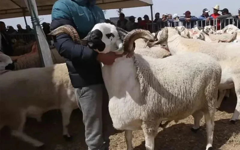 Au Maroc, la viande au kilo remplace le mouton de l'Aïd