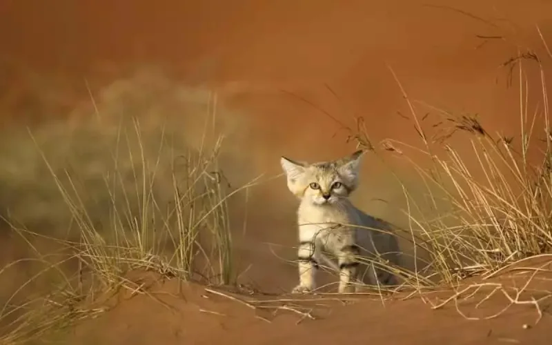 Vague de chaleur : le Maroc en alerte orange