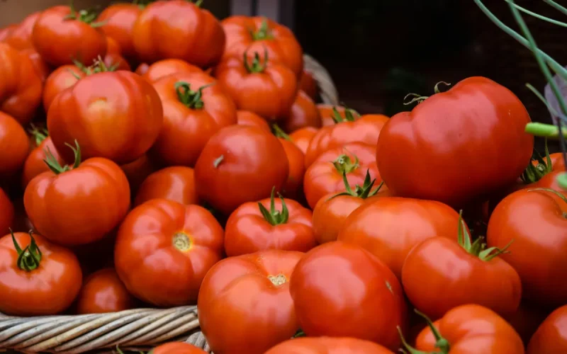 Tomates : le Maroc détrône l'Espagne et devient le premier fournisseur de l'Europe
