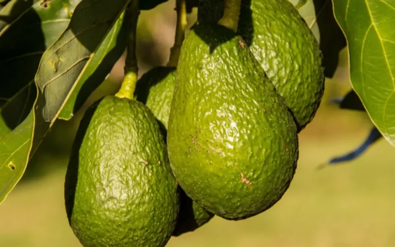 Maroc : les avocats jouent leur saison face aux 40 degrés