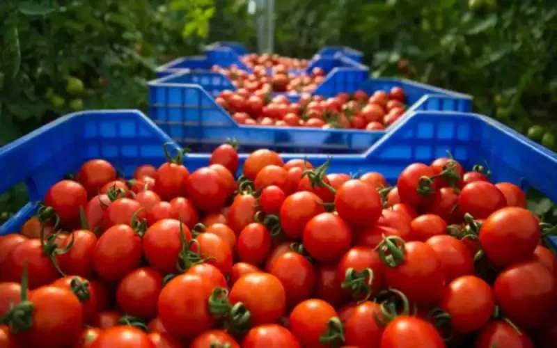 Le Maroc, nouveau géant mondial de l'exportation de tomates