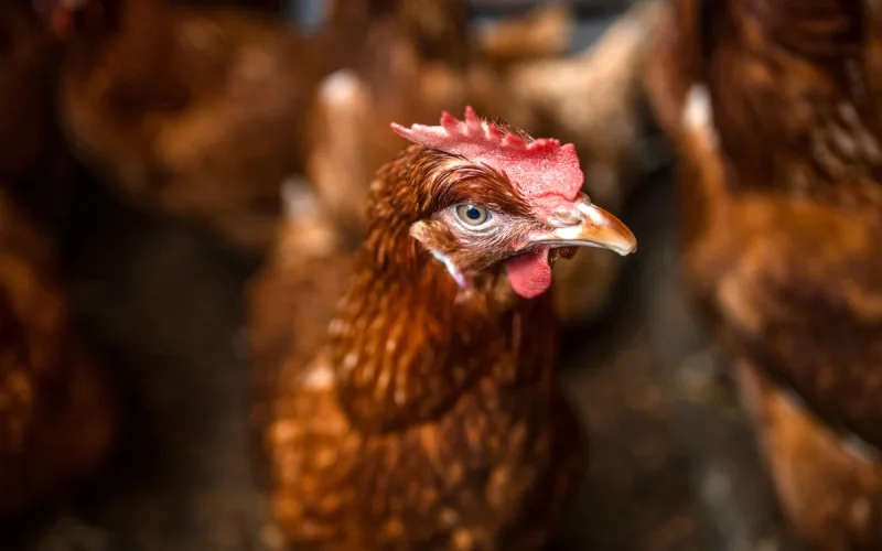 Comment le Maroc profite de la grippe aviaire en Espagne