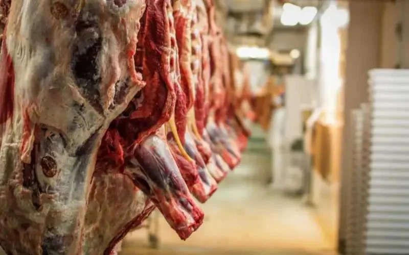Pour faire baisser le prix de la viande, le Maroc importe des bovins du Brésil