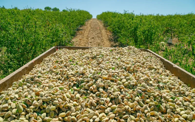 À lui seul, le Maroc achète trois fois plus d'amandes américaines que le reste de l'Afrique du Nord