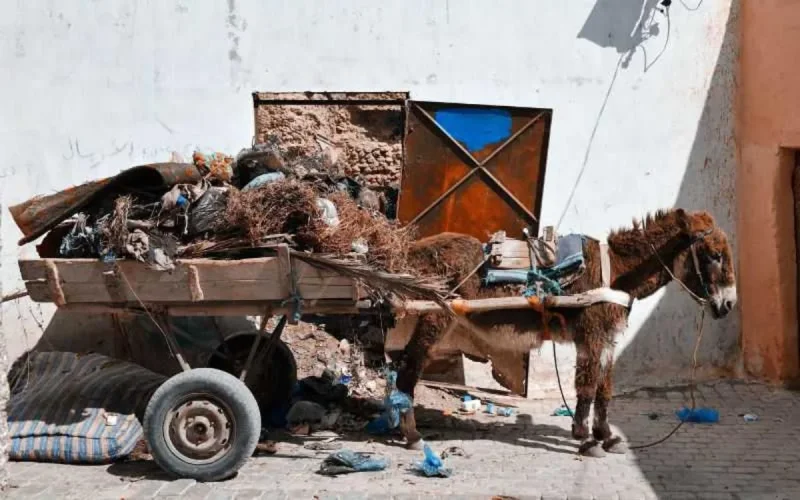 Une nouvelle ville au Maroc ne veut plus des charrettes tirées par des animaux