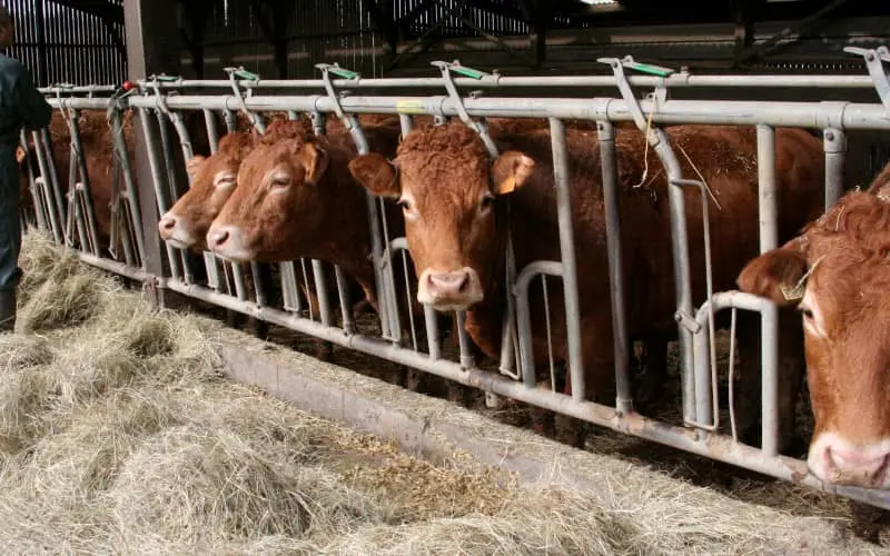 Les bovins du Royaume-Uni et leur viande indésirables au Maroc