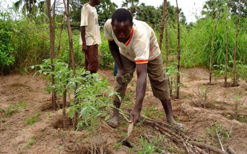 Le Maroc fait un important don d'engrais au Sénégal
