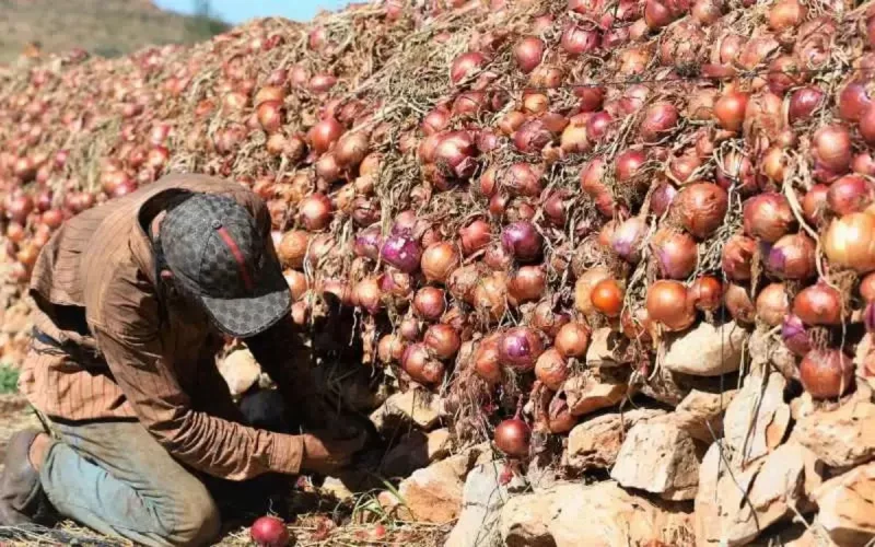 Légumes : comment certains pays se détournent progressivement de l'offre marocaine