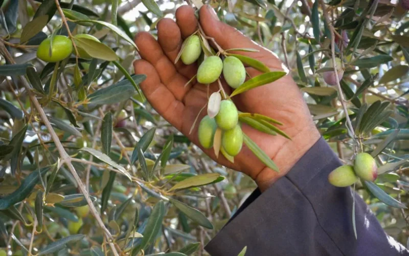 Crise de l'huile d'olive : le Maroc change ses oliviers pour survivre