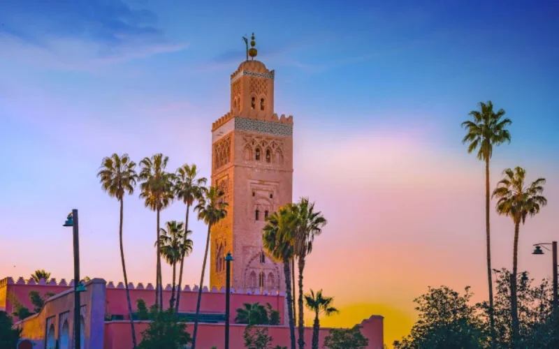 Maroc : les palmiers, les mal-aimés