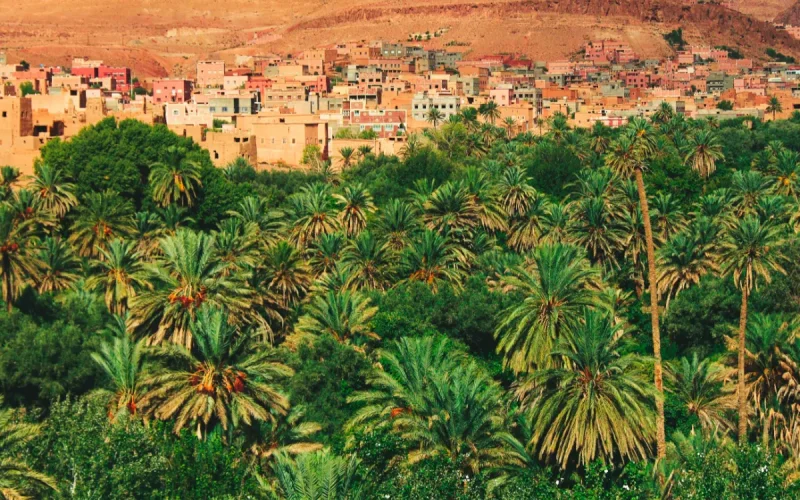 Maroc : L'activité économique doit son salut aux champs
