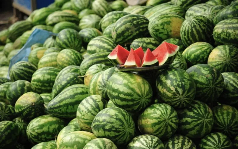 Pastèques : le Maroc chute dans le classement mondial