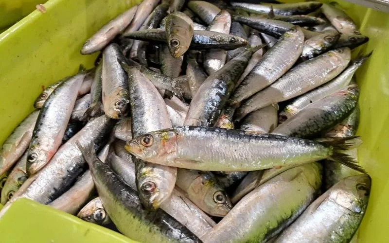Le Maroc face à une migration inattendue de sardines