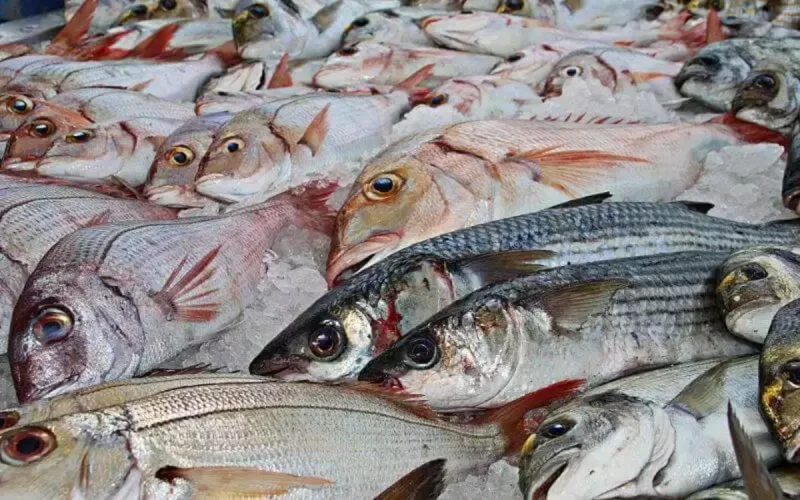 Le Maroc face à une baisse des stocks de poissons