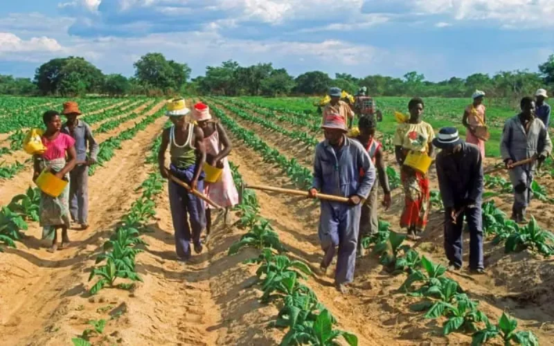 La BAD compte sur le Maroc pour éviter une crise alimentaire en Afrique