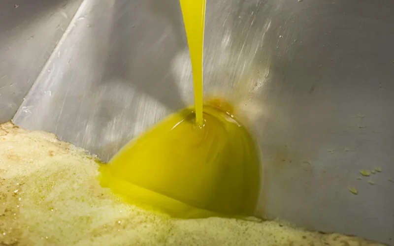 Maroc : polémique autour de la hausse du pressage des olives