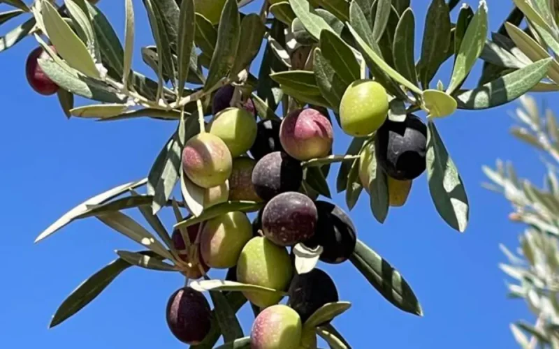 Après une récolte exceptionnelle, le Maroc pourrait perdre 80 millions de kilos d'huile d'olive