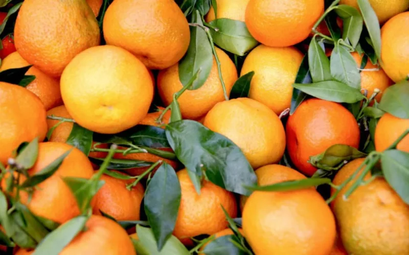 Maroc : Une baisse record des exportations d'oranges
