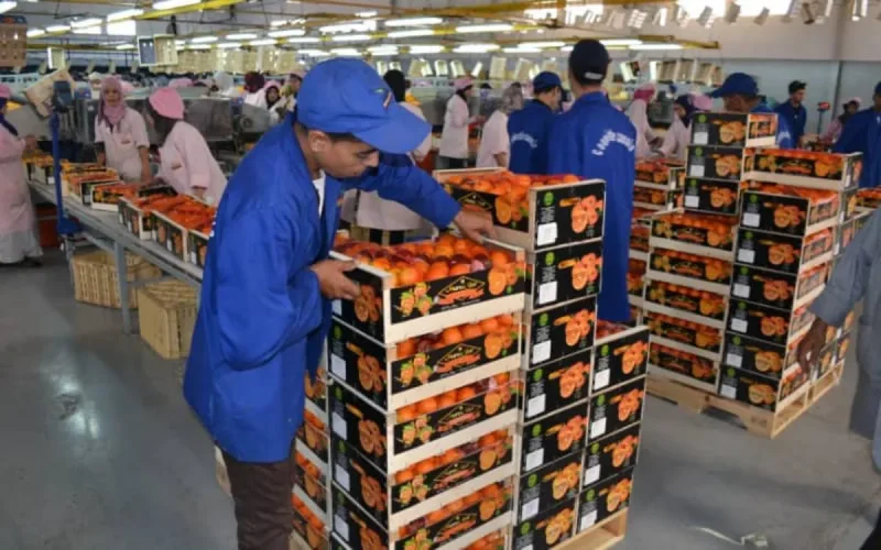 Maroc : explosion des exportations de produits alimentaires et maritimes 