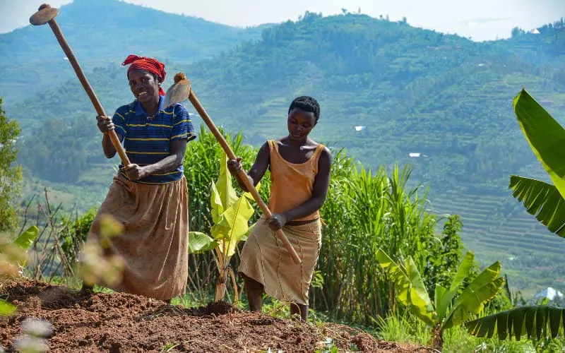 Le Maroc fait un important don d'engrais au Rwanda