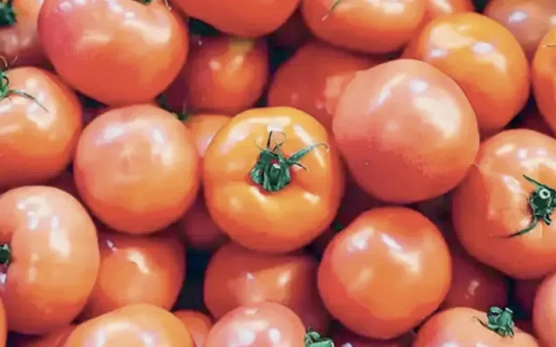 Le Maroc sanctionne la tomate égyptienne
