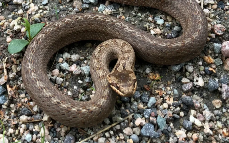 Scorpions, serpents : l'été marocain sous surveillance