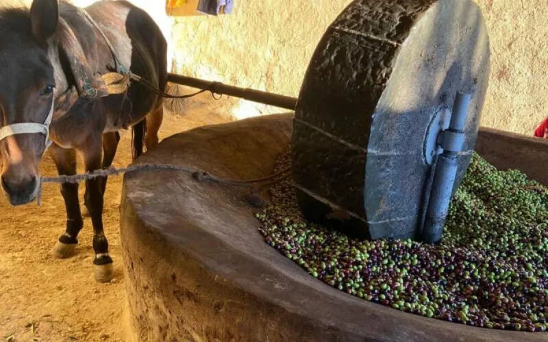 Un Sablais relance l'oliveraie familiale au Maroc pour produire une huile bio