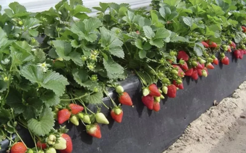 Huelva attend toujours les saisonnières marocaines