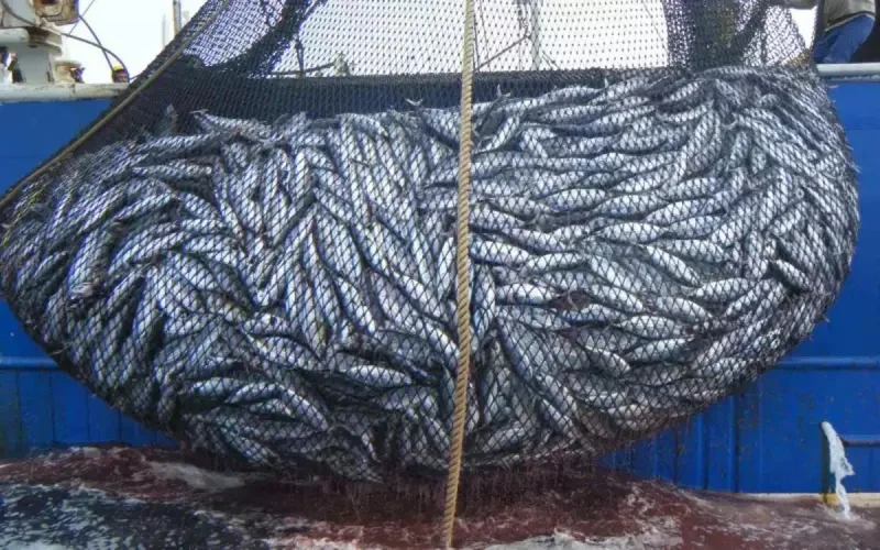 Des Marocains célèbrent la fin des accords de pêche avec l'Europe
