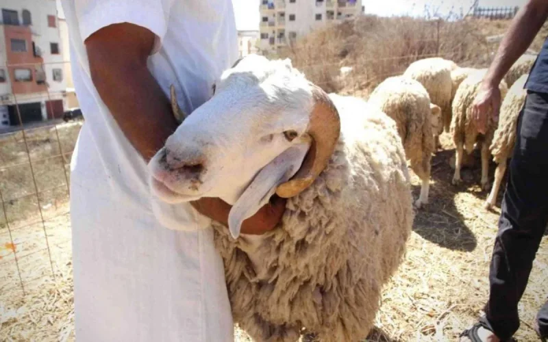 Aïd al-Adha : une tradition en recul chez les Marocains