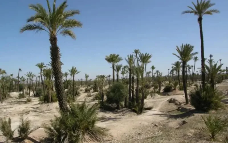 Marrakech perd peu à peu ses palmiers