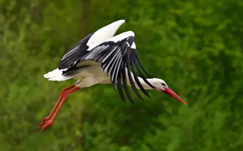 Quand la fermeture des décharges au Maroc menace la migration des cigognes