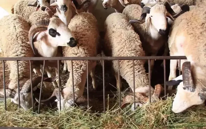 Aïd al-adha : une quarantaine de moutons découverts dans un appartement à Nice