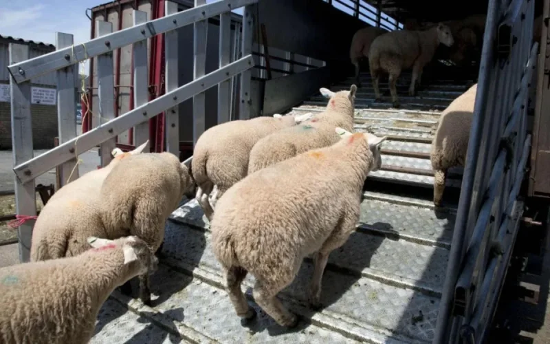 Le Maroc va importer des ovins de Roumanie 