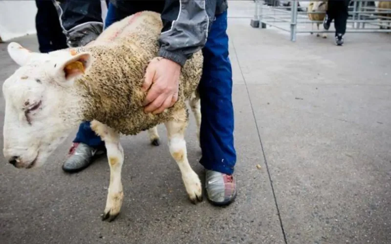 Aïd-El-Kébir en Belgique : la police fait une descente chez des particuliers et saisit des moutons