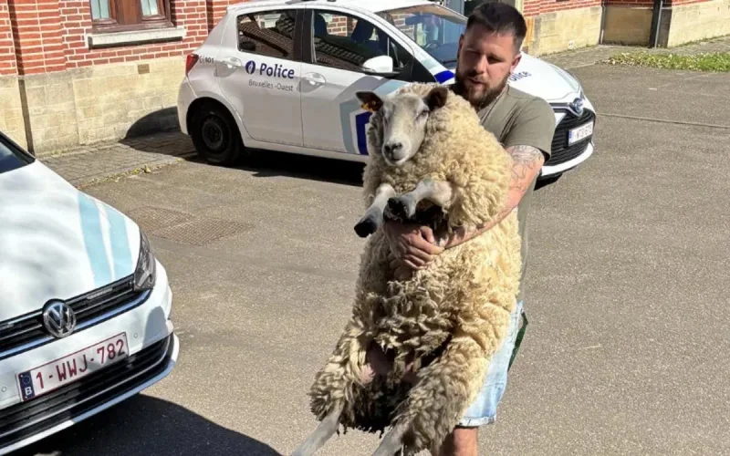 Aïd al-Adha 2025 : deux moutons "sauvés" à Bruxelles par la police