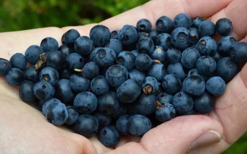 Des myrtilles marocaines indésirables en Russie