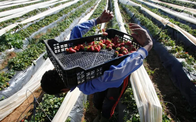 2,8 milliards de dollars d'exportations marocaines dans le viseur potentiel des nouvelles règles européennes